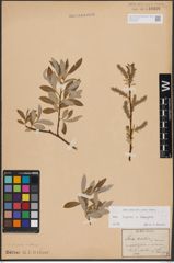 Foto von Salix caprea L. x Salix eleagnos Scop.